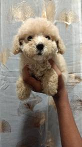 Maltipoo