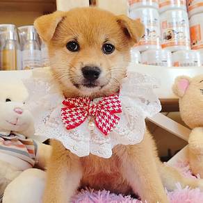 Shiba Inu