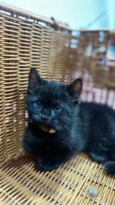 Male Ragdoll X BSH Lilac Kitten