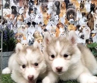 Wooly husky male female blue eyes