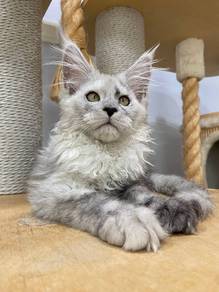 Maincoon High smoked