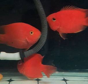 Red Parrot Fish