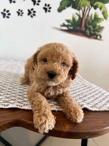 maltipoo&