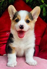 CORGI PUPPIES C185 🌻 cheeky Puppy  Male~Female