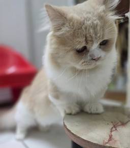 Munchkin Napoleon Supershort