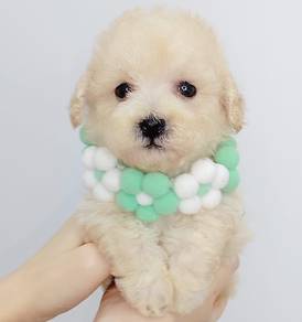Poodle