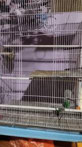Sangkar Burung Besar