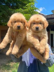 Golden retriever