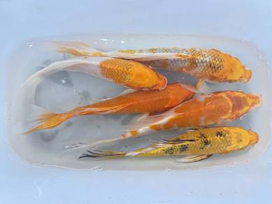 Ikan 8inch Butterfly