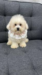 比熊犬女
Bichon 
Female
