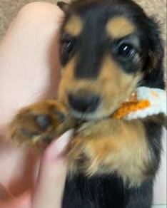 Dachshund