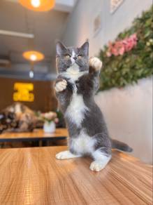 bsh munchkin female bicolour british shorthair
