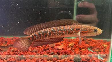 Ikan Channa Fish Asiatica Kalimaya 7 inch (AK-8)