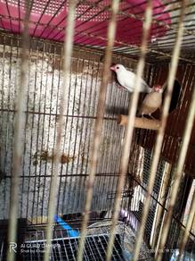Burung java sparrow