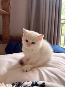 2 months Adorable White BSH Kitten (Female )