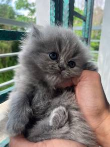 Persian male 