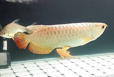 Arowana Mgbb 