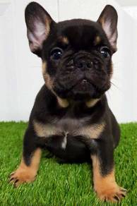 GSW666 French Bulldog black tan haired
