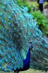 peacock merak india