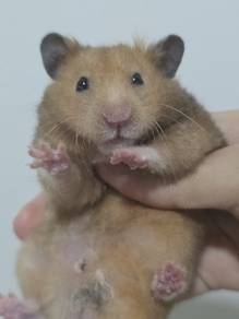 Hamster Syirian Male