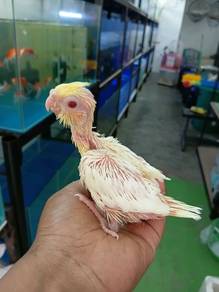 Lutino cockateil