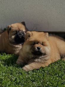 Chow Chow puppies 
