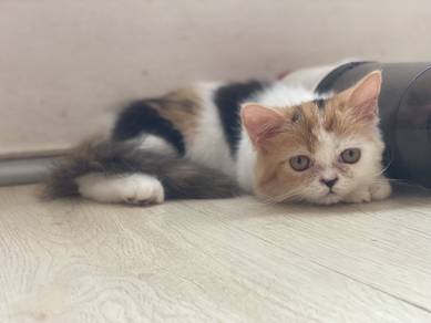 Persian kitten