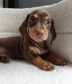 MINIATURE DACHSHUND PUPPIES D141 🐻 Short Hair