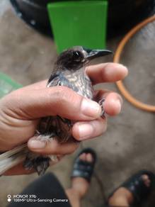 burung MK