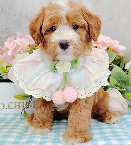 Maltipoo