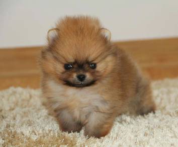 Yippy Pomeranian fluff thick hair puppy Puppy Dog