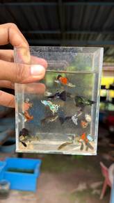 Ikan guppy