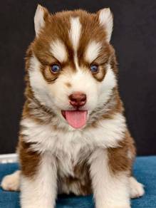FLUFFY 🌻205 HUSKY WOOLY PUPPIES Boy~Girl