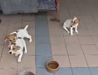 JRT Jack Russell puppy