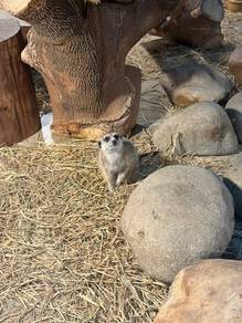 Meerkat