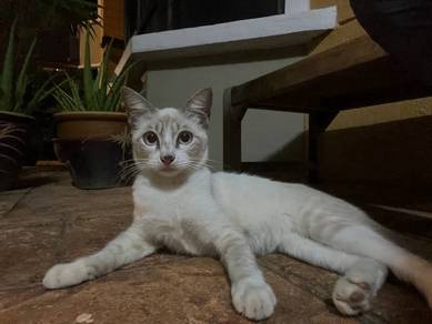 Female Cat For Adoption Putrajaya