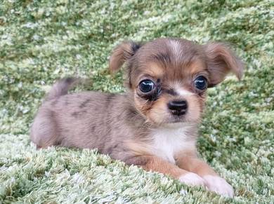 CHIHUAHUA PUPPIES VIP170🌷Head Apple Cute Dog