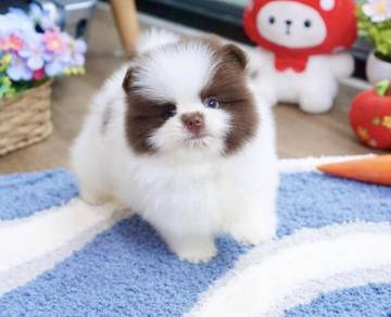 POMERANIAN PUPPIES A195 🌻 Sort of shine Boy~Girl