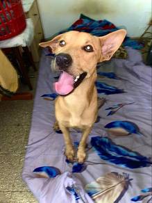Dog