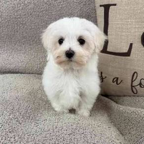 Chirpy Maltese adorable white dog with black eyes