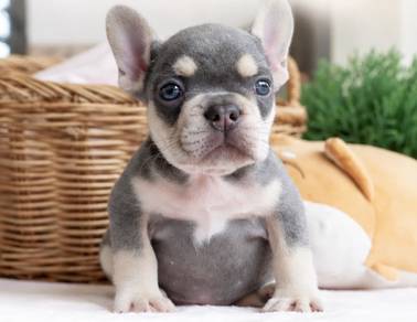 FRENCH BULLDOG PUPPIES VIP290 🌻Cute Boy