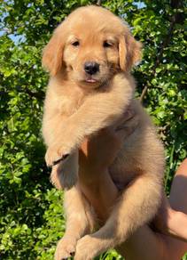 GOLDEN RETRIEVER PUPPIES M822🌻  Cream / Gold