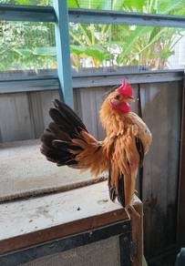Ayam Serama