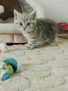American shorthair 