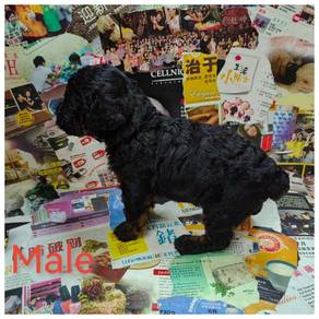 Toy poodle