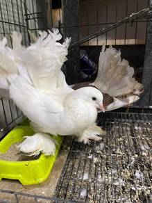 merpati kipas berbulu kaki