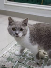 kucing bicolor british shorthair 