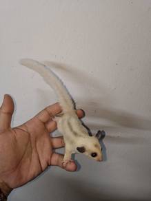 Sugar Glider
 True Platinum Mosaic（TPM）