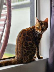Bengal Rossete