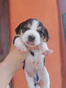 Beagle